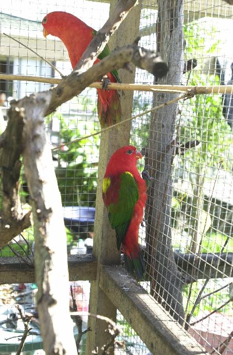 Yellow-backed Lory image 2