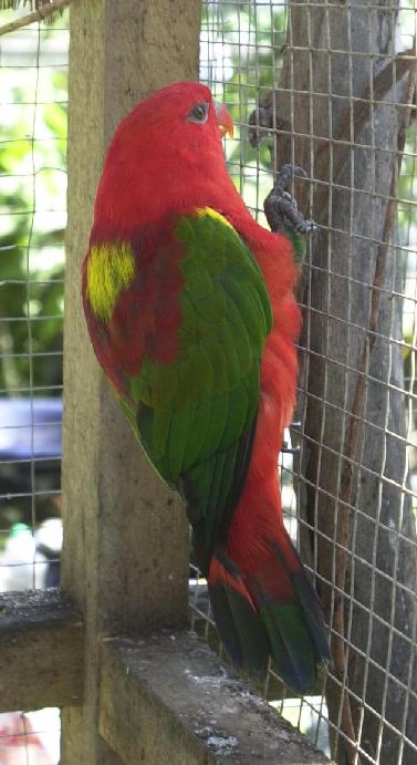 Yellow-backed Lory image 3